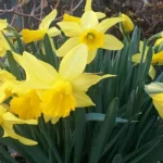 Quando começa a primavera nos Estados Unidos