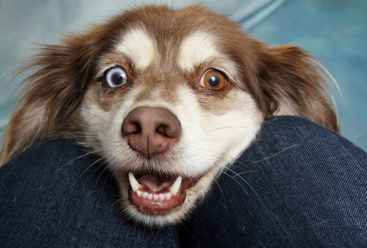 Alergia a pelo de cachorro