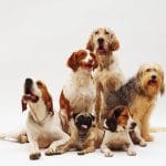 pets