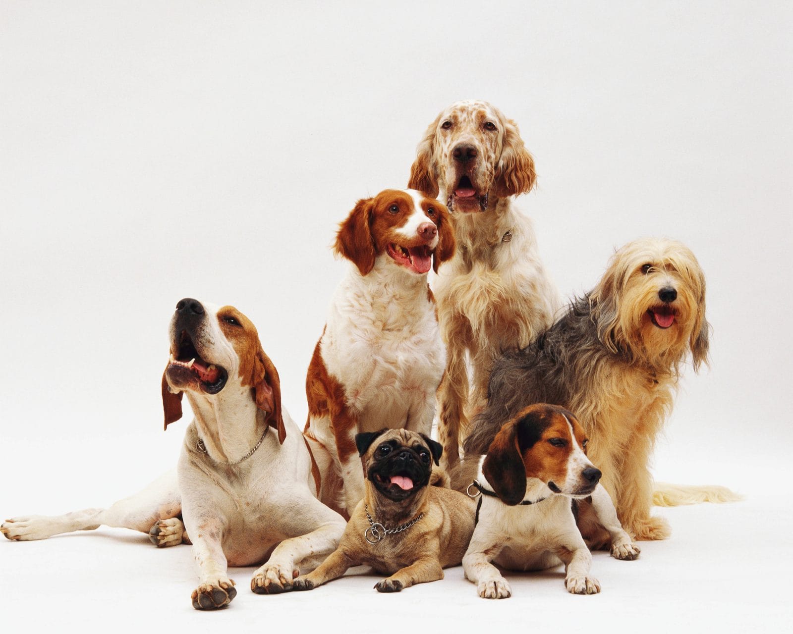pets