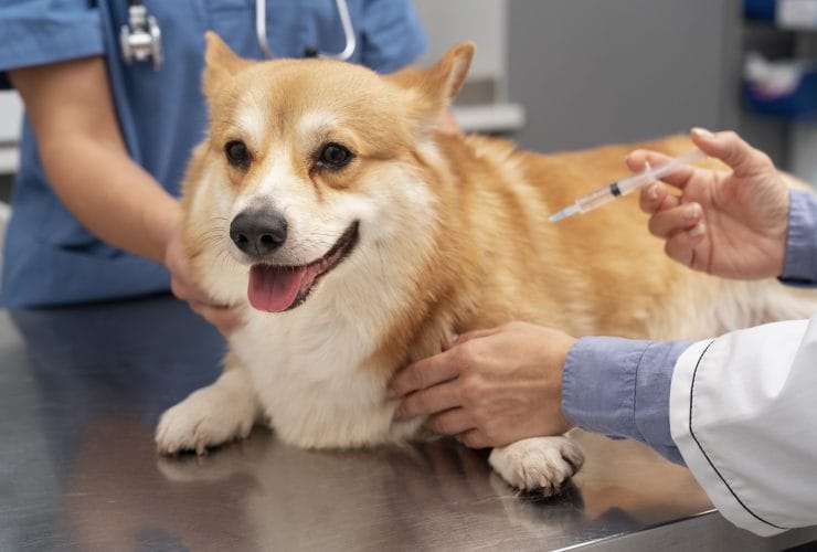 pets